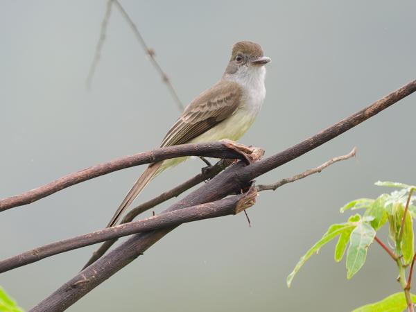 Kortkuiftiran (Myiarchus ferox)